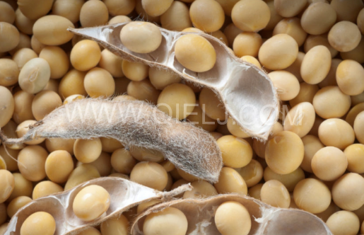 南美大豆供應(yīng)緊張 強(qiáng)勁的出口需求(圖1) 南美大豆供應(yīng)緊張 強(qiáng)勁的出口需求(圖1)