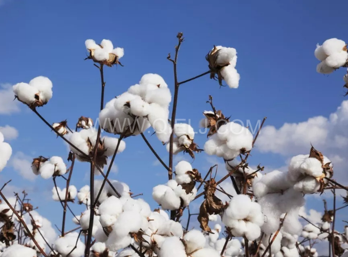 棉籽油精煉設備，充分脫離棉酚生產健康營養油(圖1)